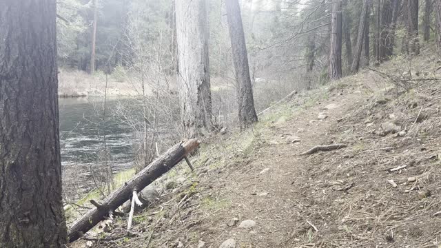 Leaving Candle Creek Campground on West Metolius River Trail – Central Oregon – 4K