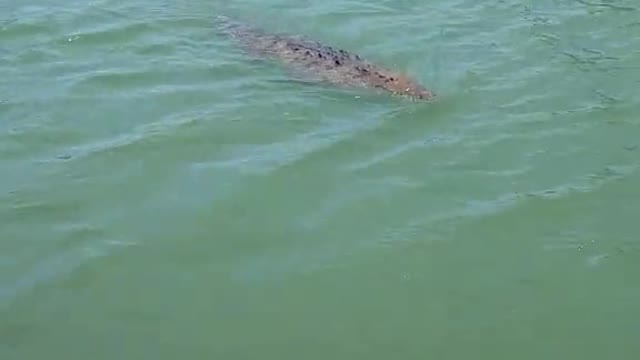 Black river Jamaica..man plays with wildlife