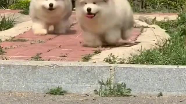 Short-legged puppy fell down the stairs