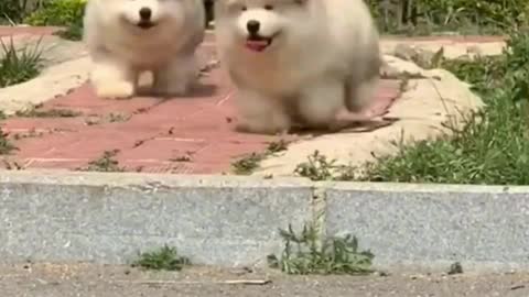 Short-legged puppy fell down the stairs