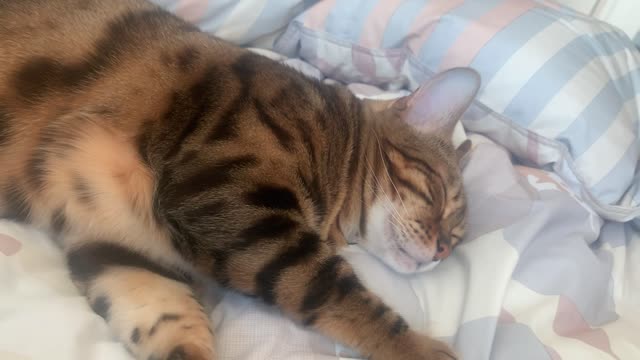 Bengal cat awakening from sleep