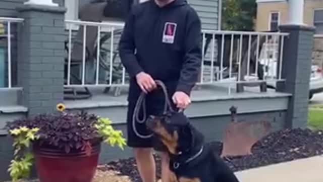 Amazing Dog Trainning Video