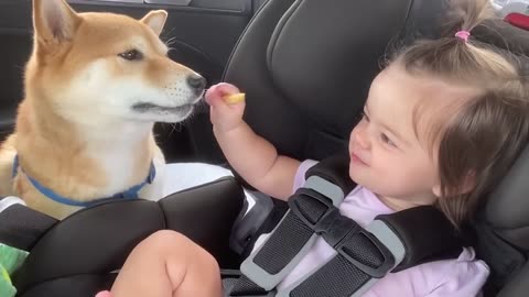 Baby playing with animal