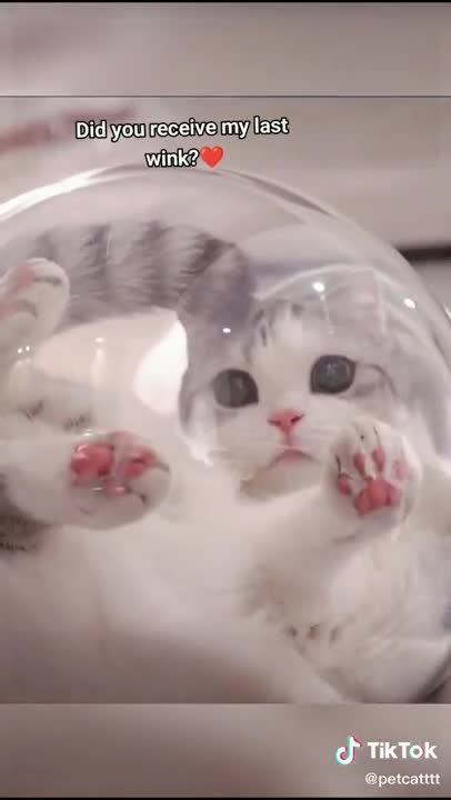 Lovely Cat Playing In Bowl
