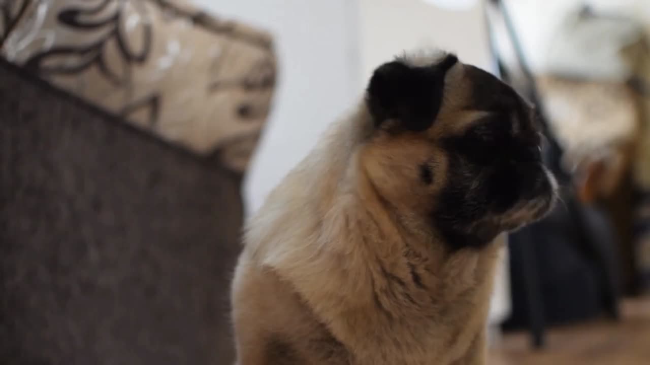 Dog life is beautiful #doglife #dog #beautiful #vjiral
