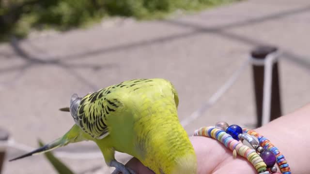 beautiful canary bird😍😍