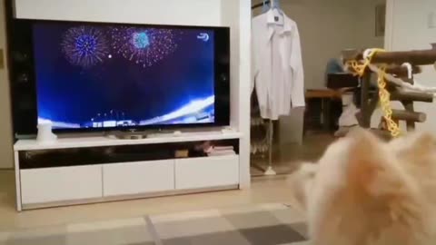 Dogs have a problem with celebrations! Or they don't like it, it's really strange