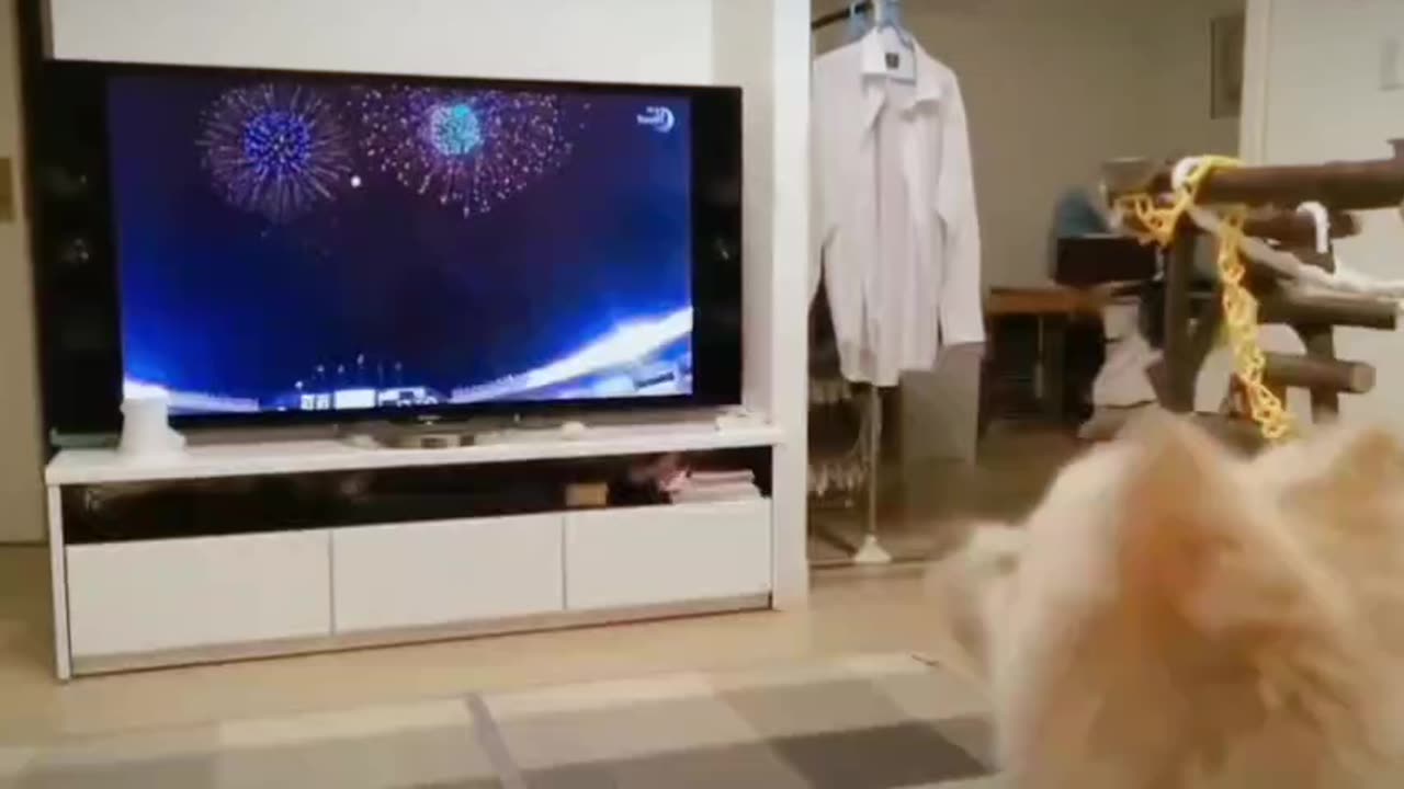 Dogs have a problem with celebrations! Or they don't like it, it's really strange