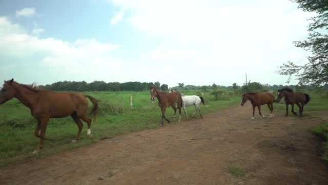 See beautiful thoroughbred horses is astonishing