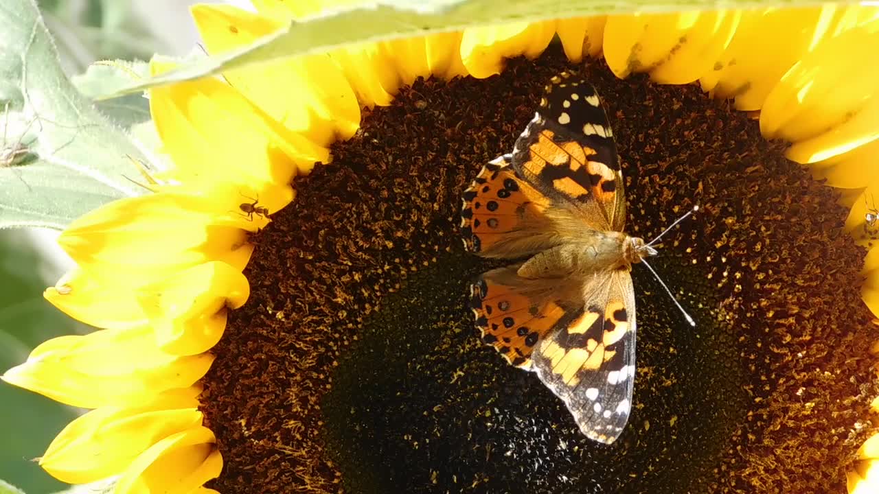 Butterfly resting on a flower pistil