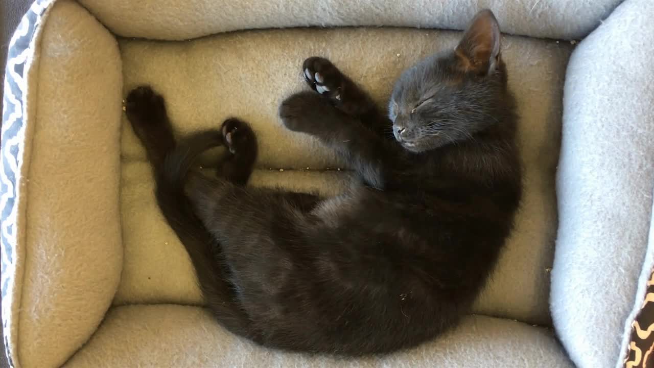 Sleeping kitten in cage up for adoption