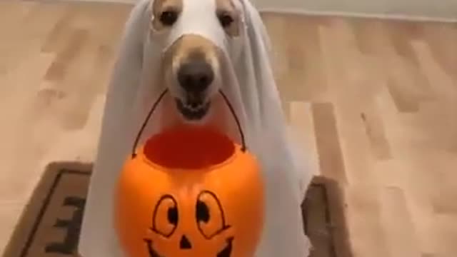 Hallowen funny animals compilation