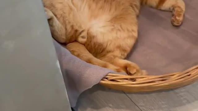 Funny cat