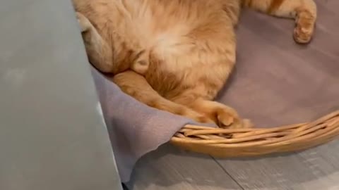 Funny cat