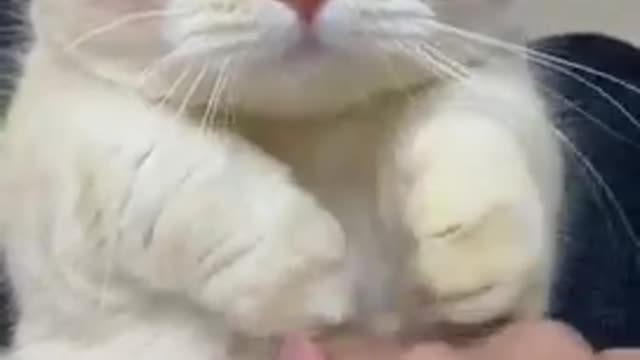 Very cute fanny cat pussi video.