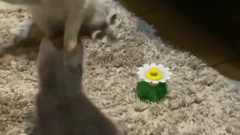 funny video animalsshorts funnyvideofunny animals