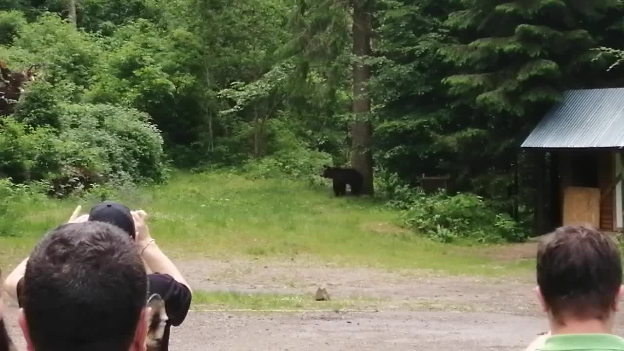 Bear got caught