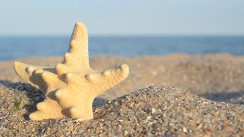 Star shaped shell in the sand