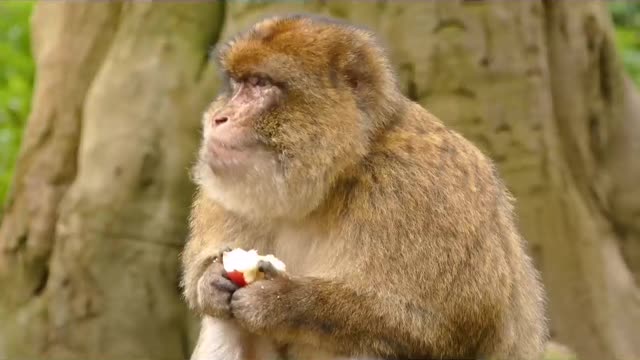 A monkey enjoys eating in the morning.