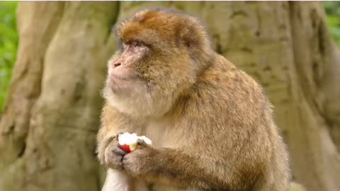 A monkey enjoys eating in the morning.