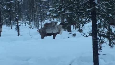 wild deer in russia have become completely insolent