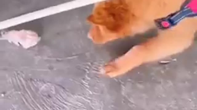 Funniest_cats_and_dog_🐱🐶part 2