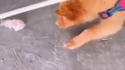 Funniest_cats_and_dog_🐱🐶part 2