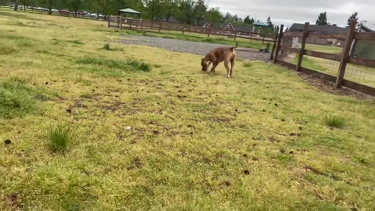 German shepherd attacking pitbull 🤯🤯🤯