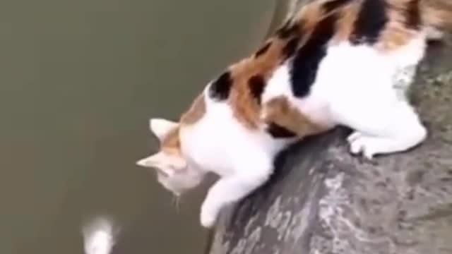 Cat catches fish