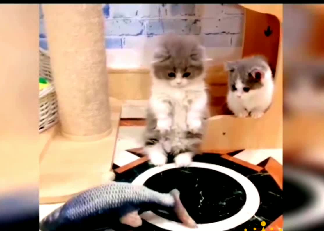 #funny video ||#Little kitty