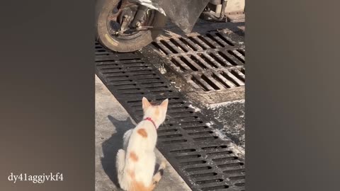 Best Funny Animal Videos 2024 🥰 You laugh, you restart
