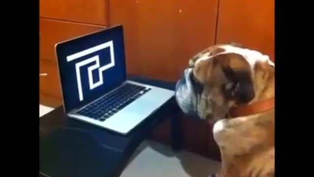 Animais Engraçados 4