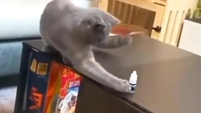 Funniest Cats 😹 - Don't try to hold back Laughter 😂 - Funny Cats Life