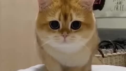 cat funny video cat thing it's lion