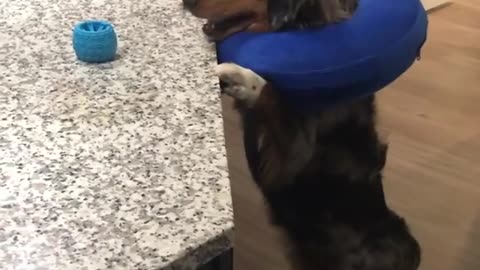 Mini Australian Shepherd Just Can't Quite Reach His Favorite Toy