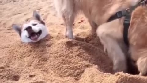 Funny dogs