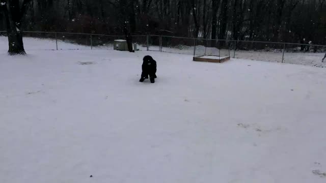 Newfie snow day