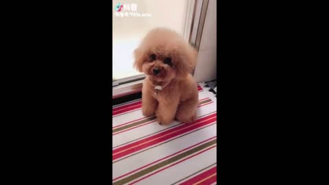 Tik Tok Puppies 🐶 Cute and Funny Dog Videos