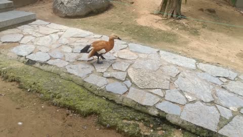 Wild ducks like to stand on high hillsides