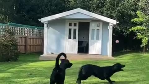 Dog Training Course with a park