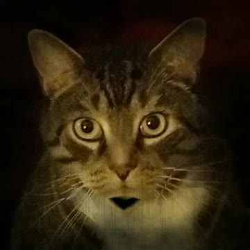 Tiger's Response to Prissy Pot