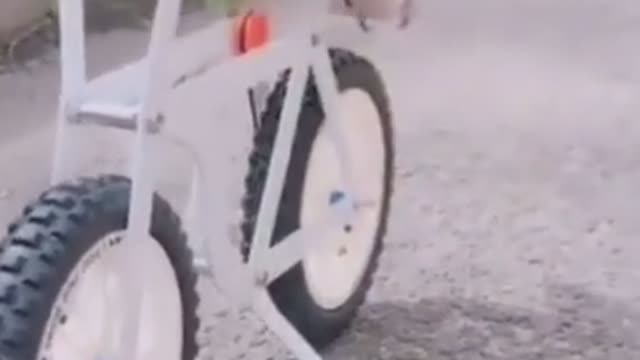 Amazing Lovebird who is so agile riding his toy bicycle