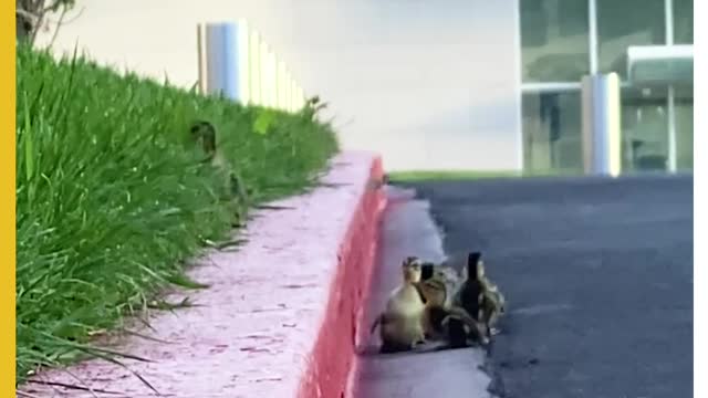 Ducks and her babies so cute