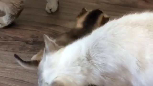 The Most Boring Article About Lazy Cat Come and Pet It You'll Ever Read