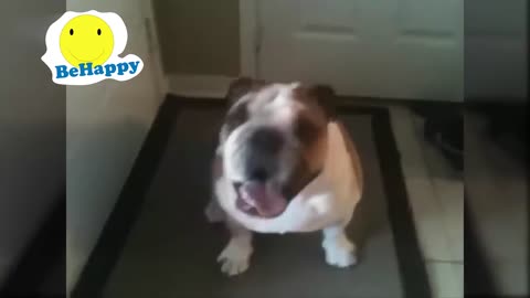 Incredibly Cute Funny Talking Dogs