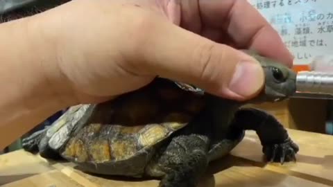 Vet brings turtle back to life.