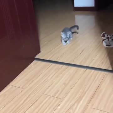 This funny cat almost cried.