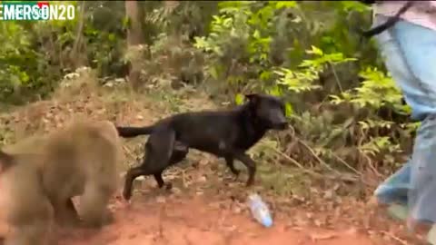 Dog and monkey play action prank and makes funny movements