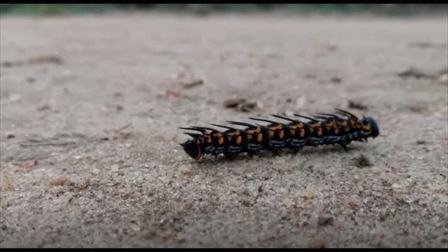 The life of a butterfly ...