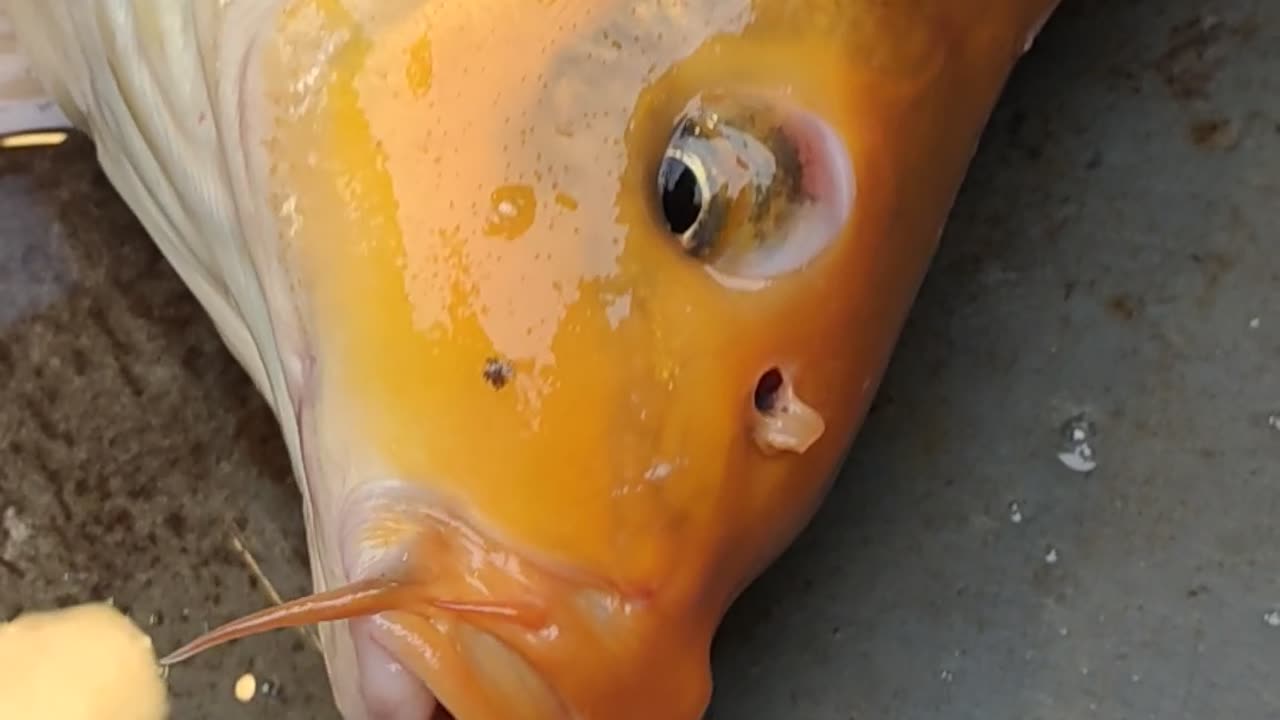 gold color big carp fish best video l amazing koi carp fish video in market#shorts